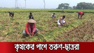 কৃষকের ধান কাটতে সহায়তা করছে ছাত্রলীগ নেতাকর্মীরা | Jamuna TV