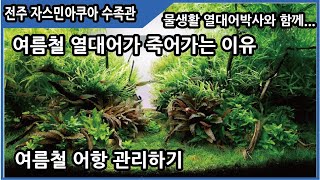 여름철 열대어가 죽는이유와 관리방법-열대어박사-