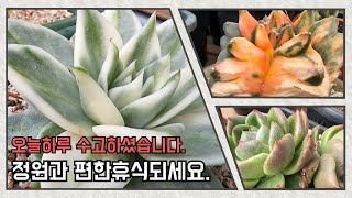 4월18일 ㅡ정원다육ㅡ  월요일 정원다육 이곳저곳 멋진아이들 소개해보겠습니다.  정원댁010.7370.2040