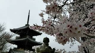 京都の桜散策。金戒光明寺〜真如堂〜哲学の道〜南禅寺〜蹴上インクライン