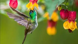 Colombia Birding Adventure
