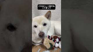 ハートの肉球を持つ愛犬#shiba #柴犬 #白柴#shorts