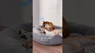 ベッドは他にもあるけど一緒に寝たい柴犬#shorts #柴犬 #元保護犬 #雑種犬