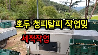 호두 청피탈피및 세척작업