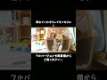 なんでバレないと思った？【パグのぺろ吉pug犬】 shorts