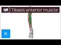 Tibialis anterior muscle | Anatomical Terms Pronunciation by Kenhub