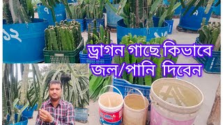 ড্রাগন গাছে জল/পানি দেওয়ার নিয়ম।                      চারার জন্য - ০১৭১০-০৩৫৭৭৮