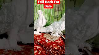 Frill Back Pigeon | #fancykabootar #pigeon #shorts #youtubeshorts