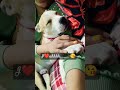 cutepuppy lovecare leo the pitbull doglover shabbo da leo youtubeshorts