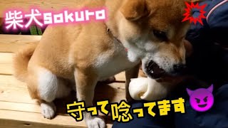 第1弾‼️娘はポチパパの言う強い気持ちの主🤭【柴犬sakura『問題行動改善に向けて』】