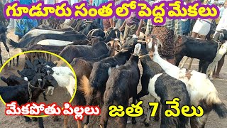 గూడూరు గొర్రెల మేకల సంత ఈ వారం మేకల ధరలు GUDUR SHEEP GOATS MARKET 19 5 2023