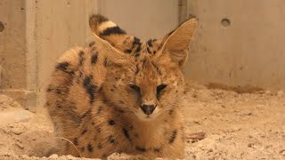 サーバルキャットのエン　円山動物園