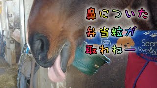 あーこっこ乗馬日記〜ドカンと雪きたぜ！休みたいぜ！