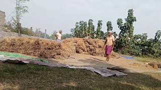 ধানের গাদা বসানো হয়চ্ছে ....🌾🌾