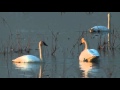 Trumpeter Swans