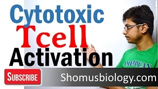 Cytotoxic T cell activation and killing