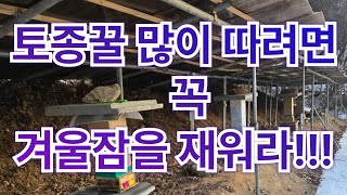 토종꿀 많이 따려면 겨울잠을 재워야 합니다