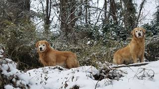 雪の散歩でも水が好きなゴールデンレトリバー　1月27日朝