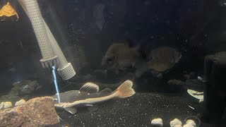 Daily vlogs :day156 of growing my massive redtail +5 brim *must watch