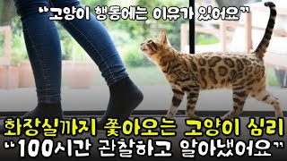 5년차 집사도 몰랐다ㅣ 집사를 졸졸 쫓아다니는 고양이의 속마음ㅣ우리 고양이는 어떤 타입?