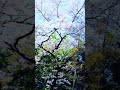 桜🌸竹🎋杉が一緒に佇む場所⛰️山奥の田舎の散歩道⛰️