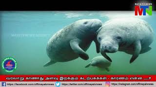 வரலாறு காணாது அளவு இறக்கும் கடற்பசுக்கள் - காரணம் என்ன ....?| MAYATVNEWS