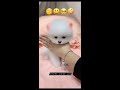 puppy vs emoji 5 cute stuff