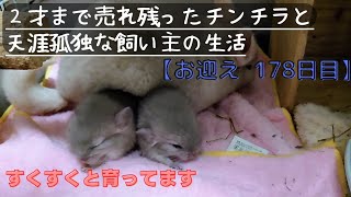 【178日目】２才のチンチラをお迎えしても懐いてくれるのか！？【誕生３日目!すくすくと育ってます】