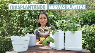 Transplanting new plants for the garden, Geraniums and fuchsias | Diaz Garden