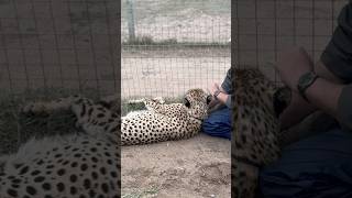 How South Africa is Saving the Cheetah from Extinction