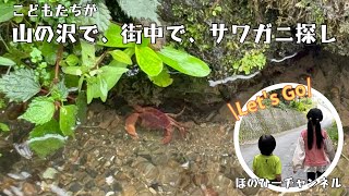 サワガニ探し⭐️山の沢で、町中でも！サワガニ水槽作りにもチャレンジ🎵