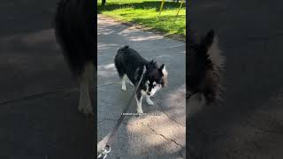 my husky is mad at me again this week… #husky #huskies #dogvideos