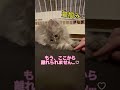 【離れられない！】手を離そうとした結果…。 ラガマフィン かわいい つまみちゃん cat 猫 子ねこ kitten shorts