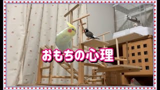 キンカチョウがオカメインコを慕う理由cockatiel【オカメインコのきなこ】