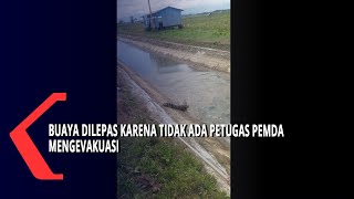 Warga Tangkap Buaya Sepanjang Dua Meter Di Saluran Irigasi