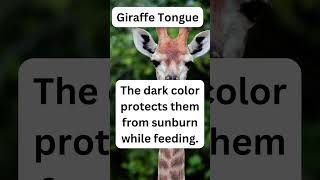 Giraffe Tongue #facts #nature #animals #wildlife