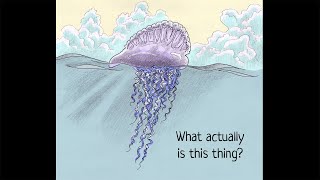 The Portuguese man o' war: is it one animal or several? Both, actually.