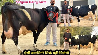 ऐसी क्वालिटी सिर्फ यही मिलेगी। 4 गाय बिकाऊ दूध 20 से 35 लीटर। 4 Cow For Sale Satguru Dairy Farm