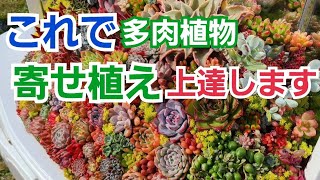 【多肉植物】【ガーデニング】これで多肉植物寄せ植え上達します～🎵2024年7月31日