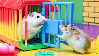 🌈 Hamster Maze with Colorful Traps 🐹 The Best Hamster Challenges 😱 #17