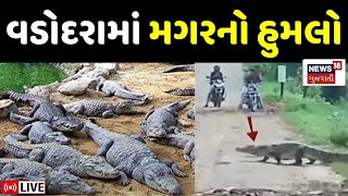 🟠Vadodara Heavy Rain LIVE | વડોદરા શહેરના ભયાવહ દ્રશ્યો | Crocodile spotted | Weather |Gujarati News