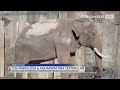 Columbus Zoo working to save elephants' lives