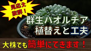 [見応え抜群！]　群生ハオルチアの植え替え方法　[多肉植物育て方]