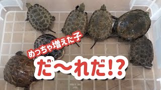 我が家で飼育しているニホンイシガメをはじめとする水棲ガメの子どもたちの身体測定をしてみた結果