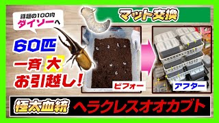 【ヘラクレス幼虫管理\u0026飼育】世界最大！極太血統大型ヘラクレスオオカブトの幼虫マット交換\u0026お引越しをやります！