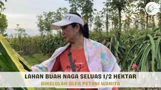 Buah Naga Tanaman Yang Mudah Dirawat Perempuan Pun Bisa!! Menghasilkan Puluhan Ton /Tahun. -Bu Nanik