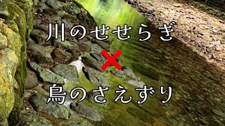 （自然音）川と小鳥のせせらぎ　作業用、睡眠用BGM