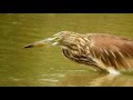 The Indian Pond Heron