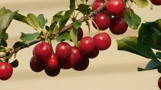 Natural View Of Cherry Fruits On Cherry Plant || BARBADOS CHERRY PLANT