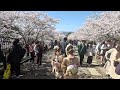 4k march 28 2023 tuesday keage incline to nanzenji crowd and cherry blossoms.